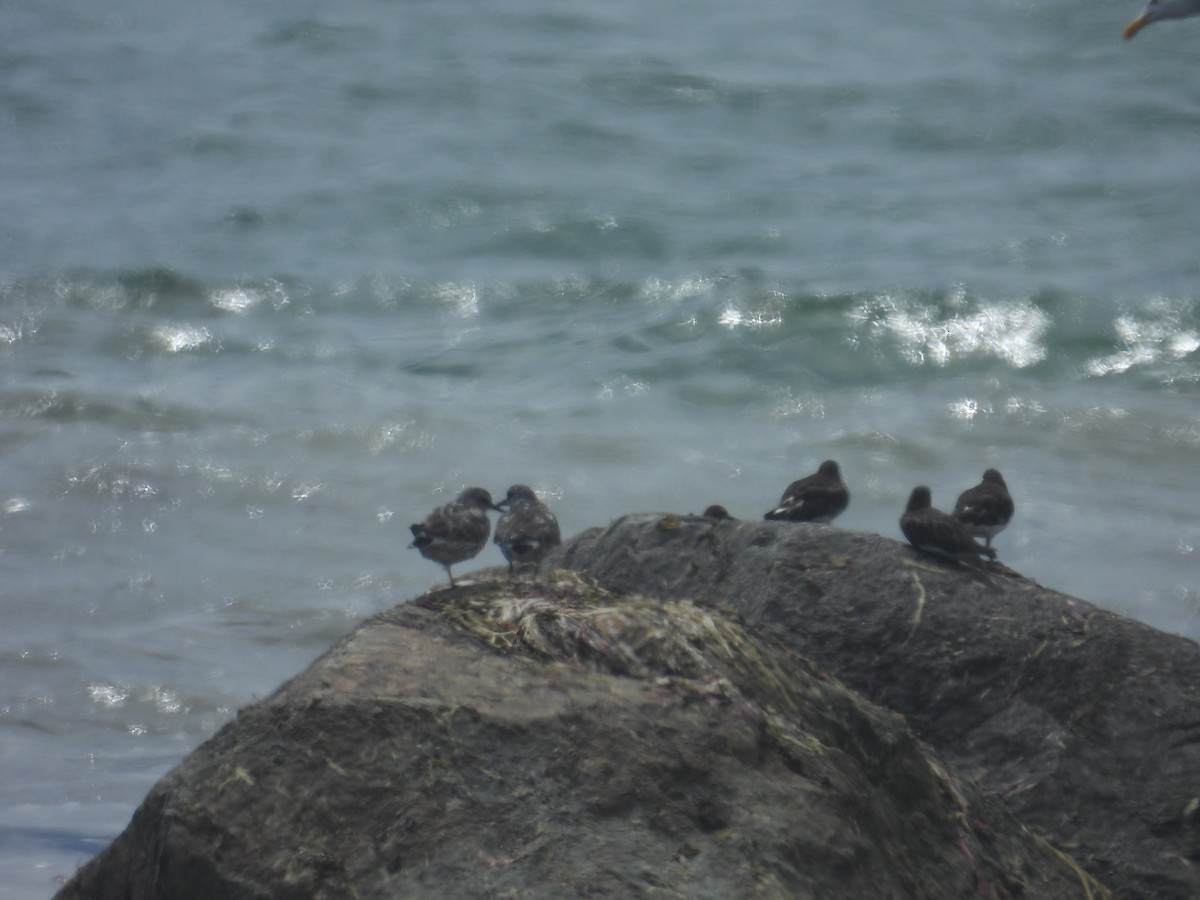 Black Turnstone - ML603376031