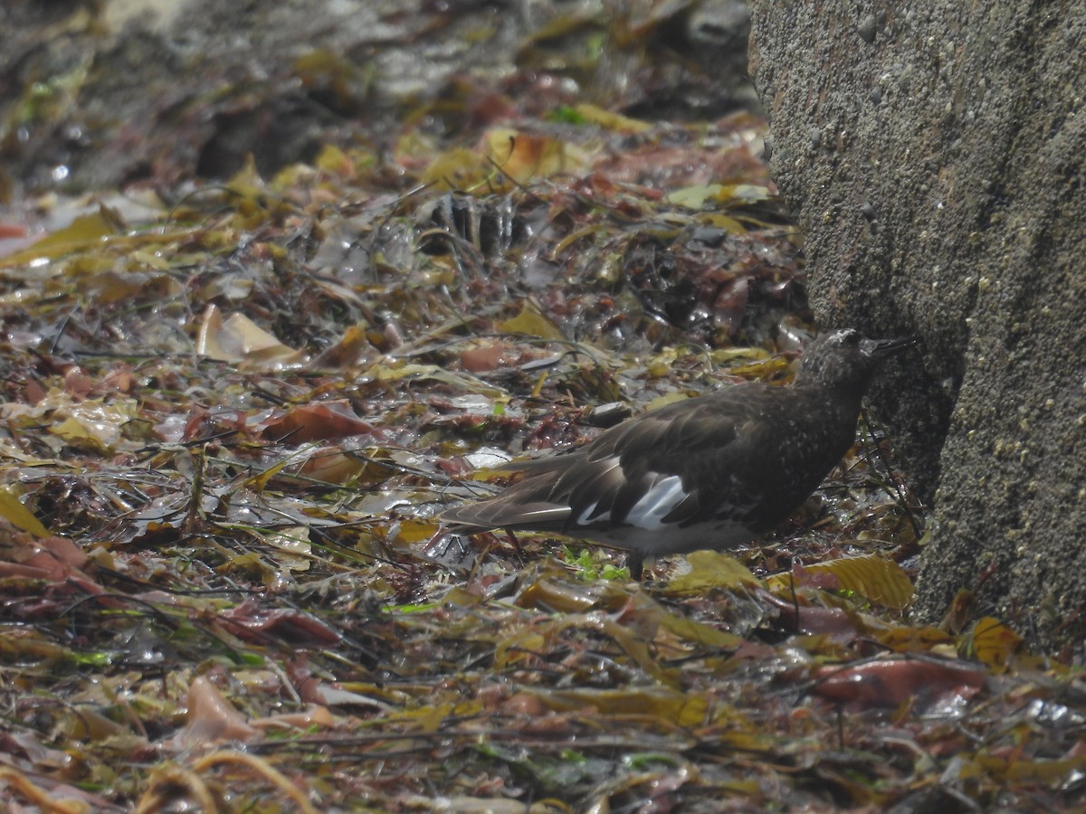 Black Turnstone - ML603376401