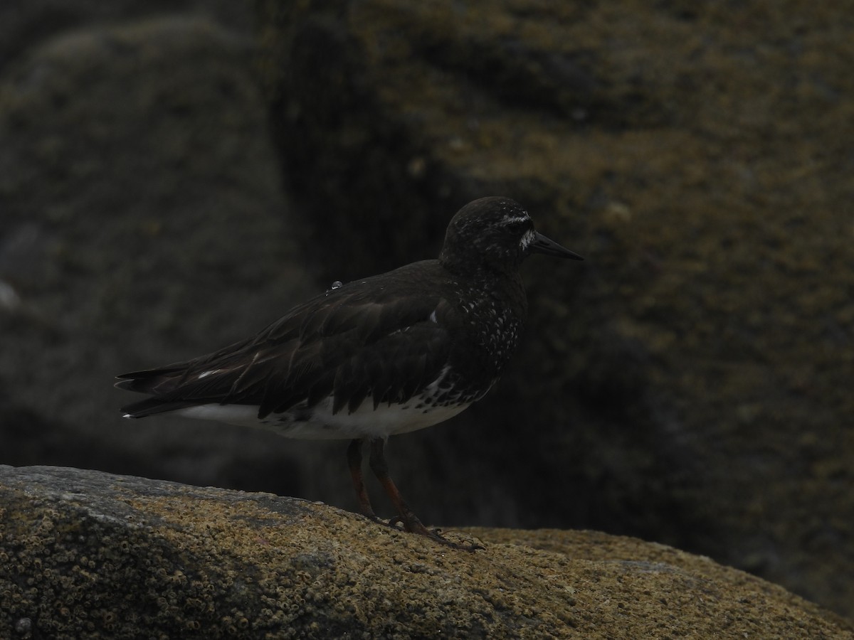 Black Turnstone - ML603376521