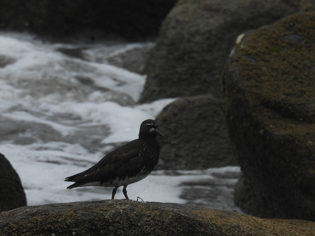 Black Turnstone - ML603376561