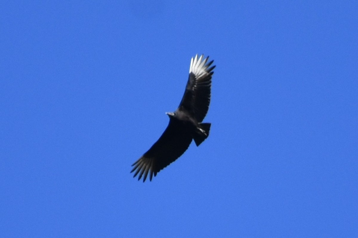 Black Vulture - Nahuel Cuba