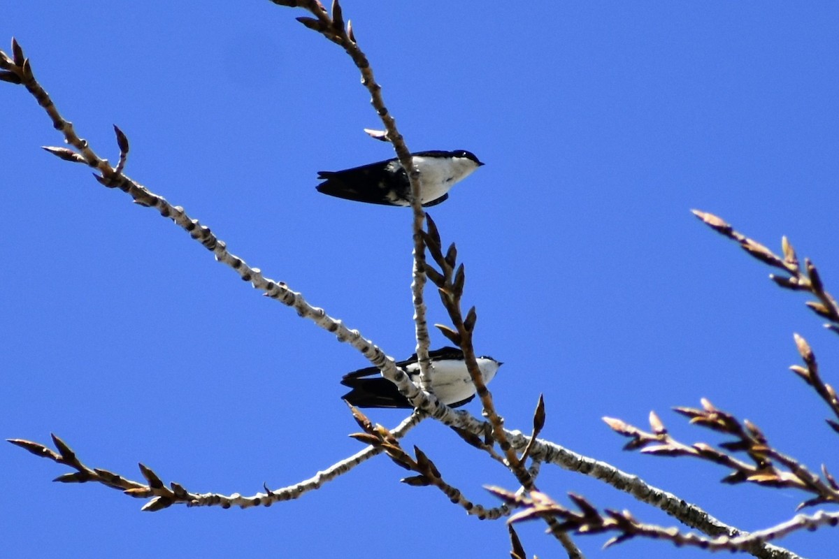 Blue-and-white Swallow - Nahuel Cuba