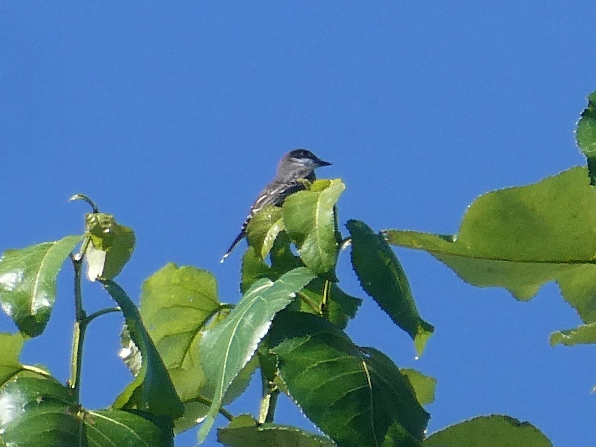 Eastern Kingbird - ML603377981