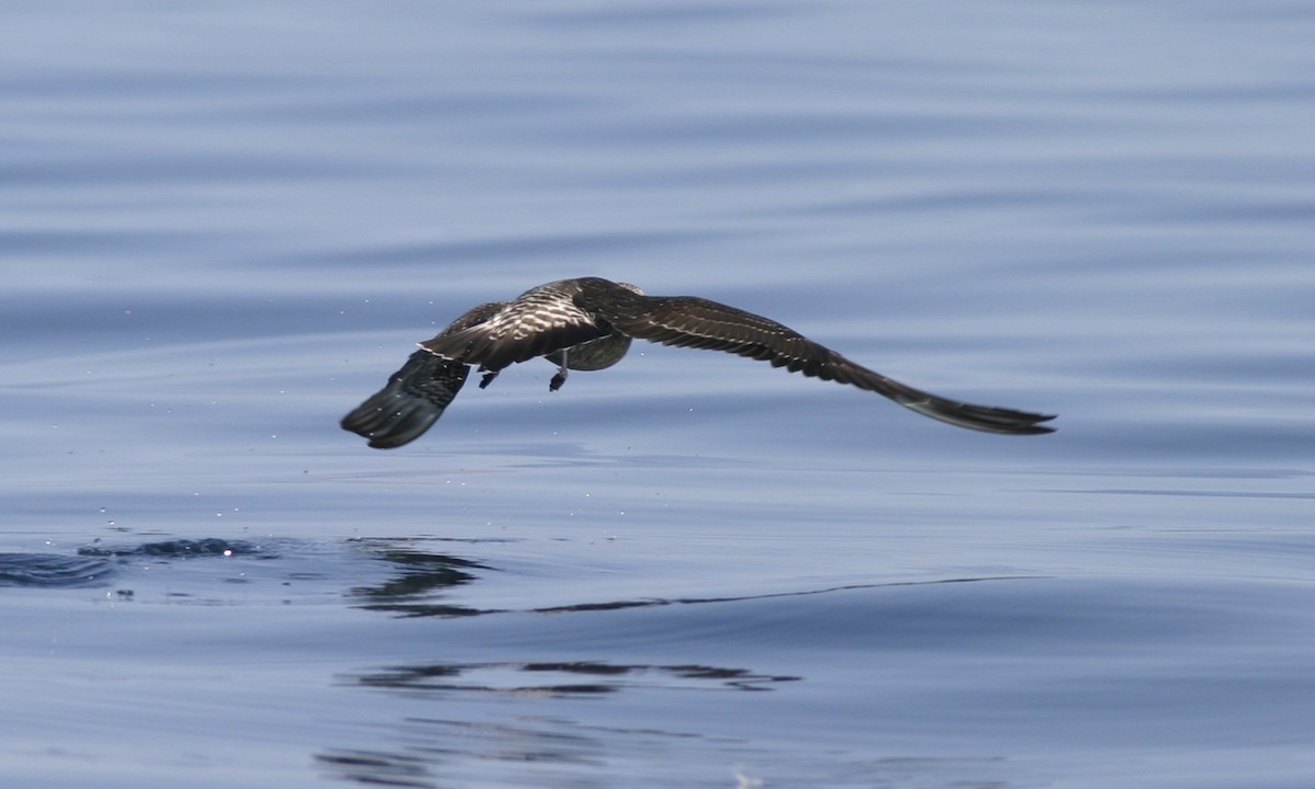 Long-tailed Jaeger - ML60337821