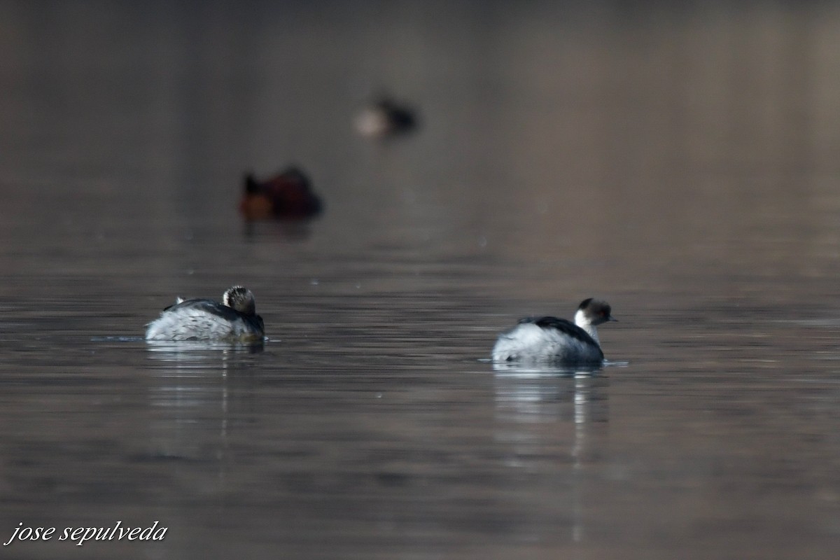 Silvery Grebe - José Sepúlveda