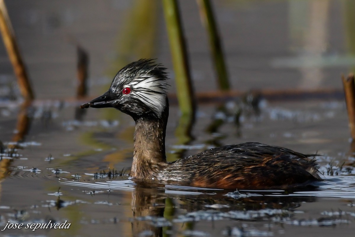 White-tufted Grebe - ML603378381