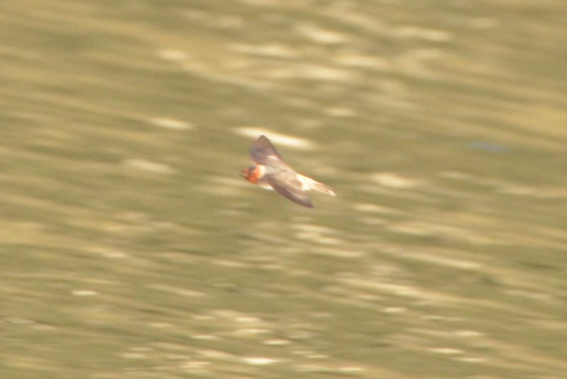 Cliff Swallow - ML603380541