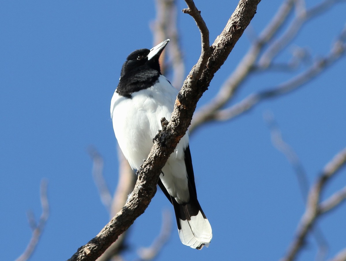 Pied Butcherbird - ML603382291