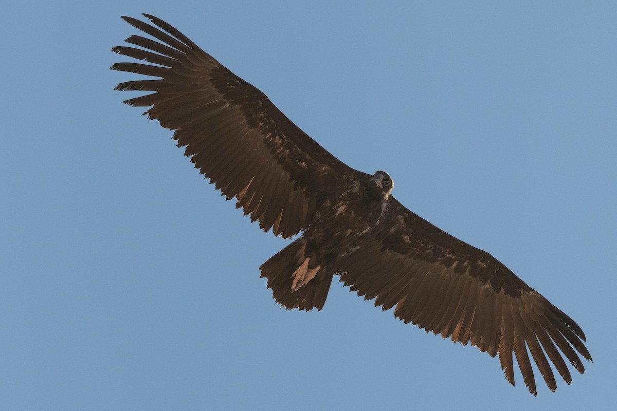 Cinereous Vulture - ML603382521