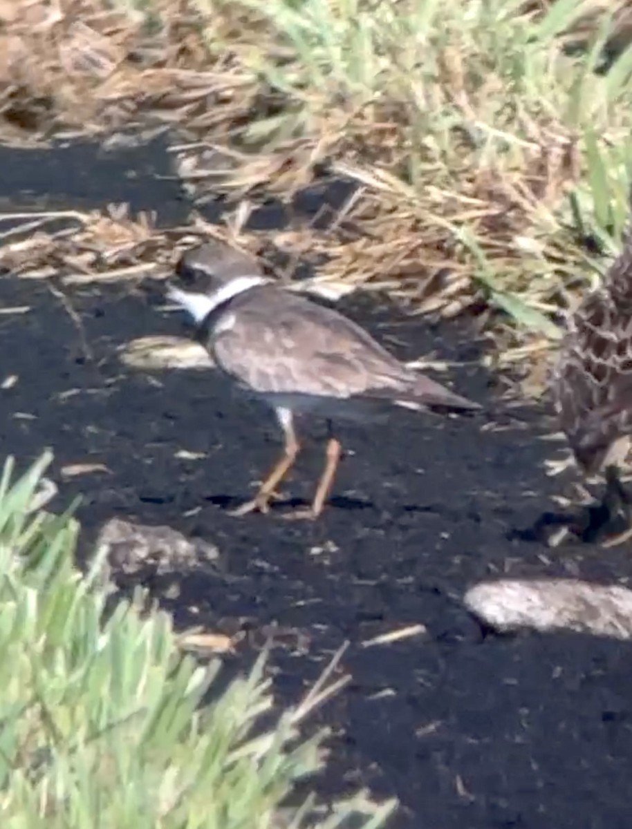 Semipalmated Plover - ML603382691