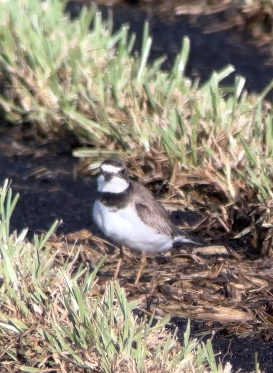 Semipalmated Plover - ML603382701