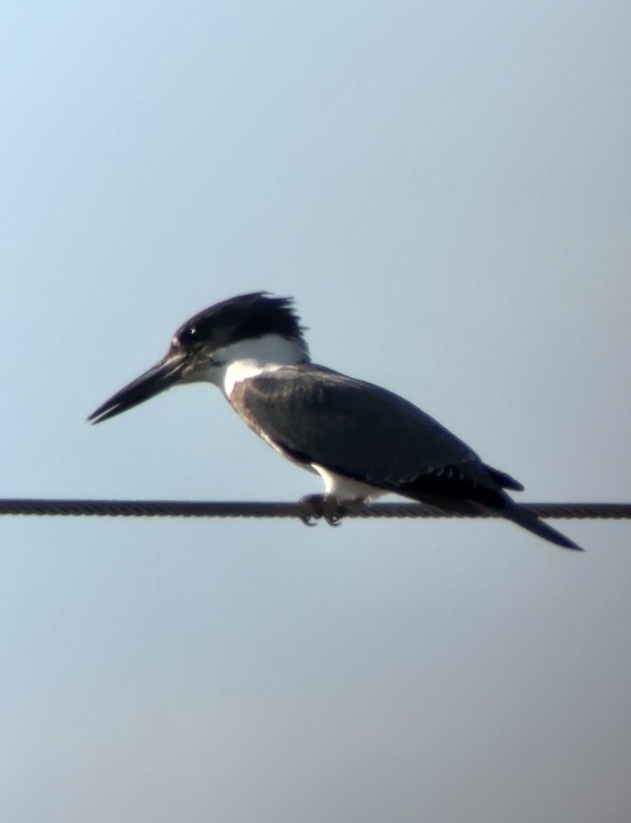 Belted Kingfisher - Soule Mary