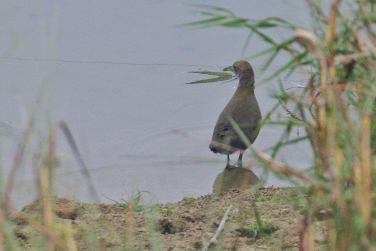 Brown Crake - Ali Atahan