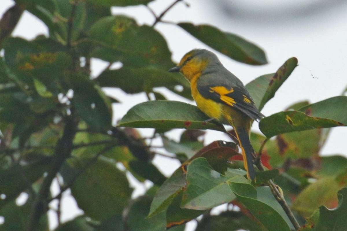 Minivet Escarlata - ML603383601