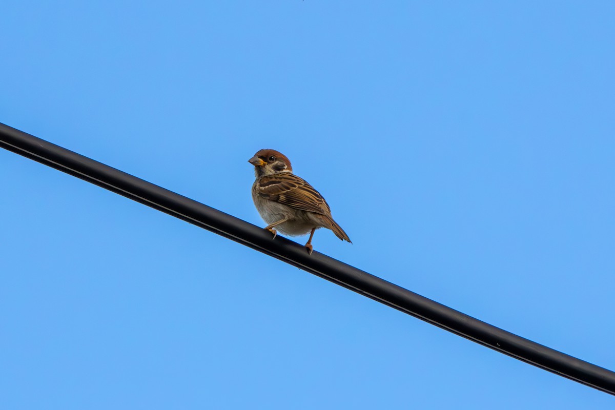 Eurasian Tree Sparrow - ML603383661