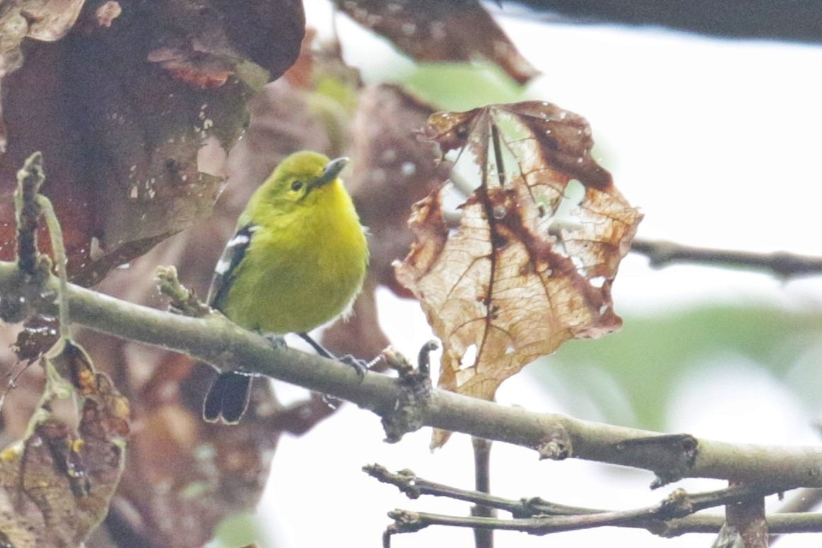 Common Iora - ML603383701