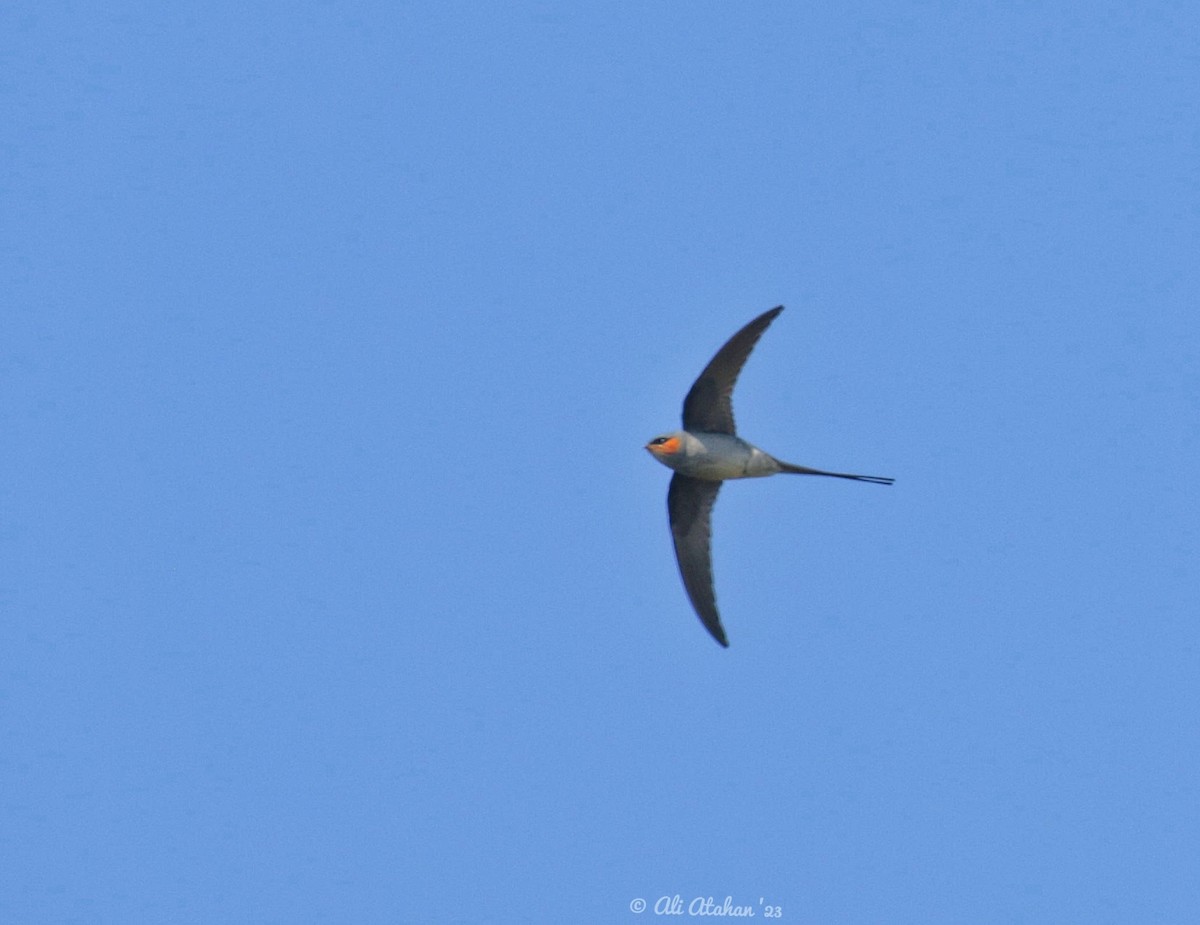 Crested Treeswift - ML603385831