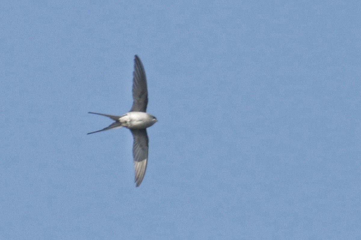 Crested Treeswift - ML603386011