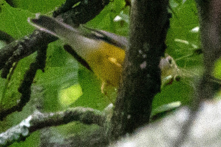 Canada Warbler - ML603386041