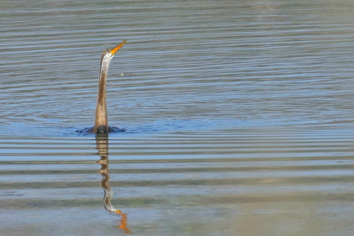 Oriental Darter - ML603388361