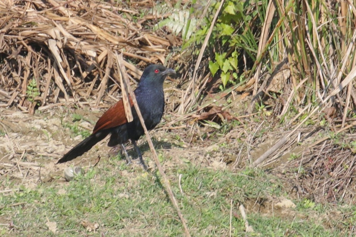 Greater Coucal - ML603388941