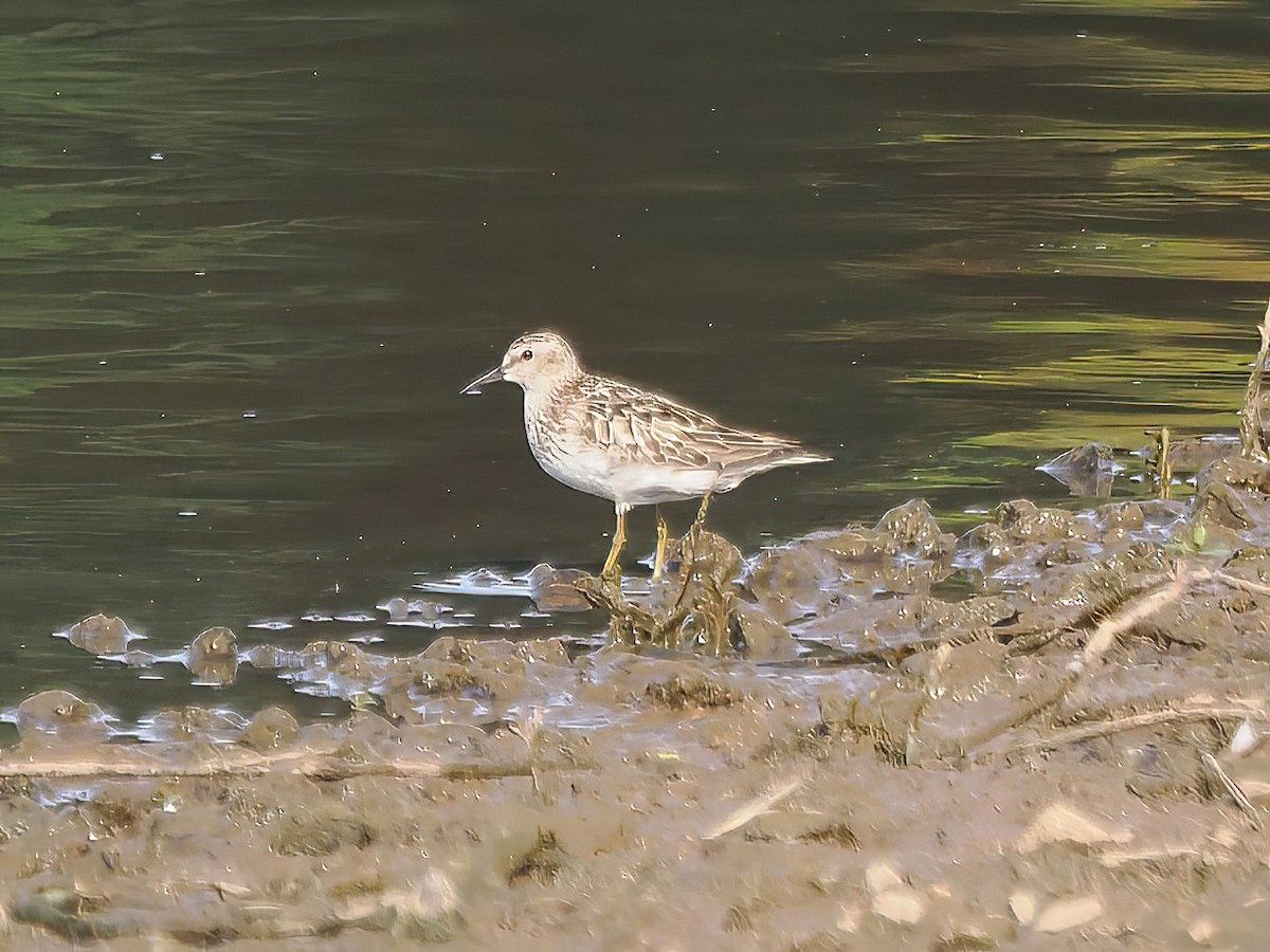 Least Sandpiper - ML603389791