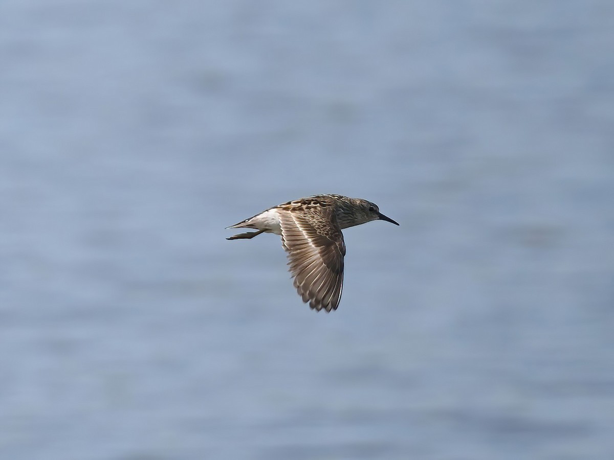 Least Sandpiper - ML603389801