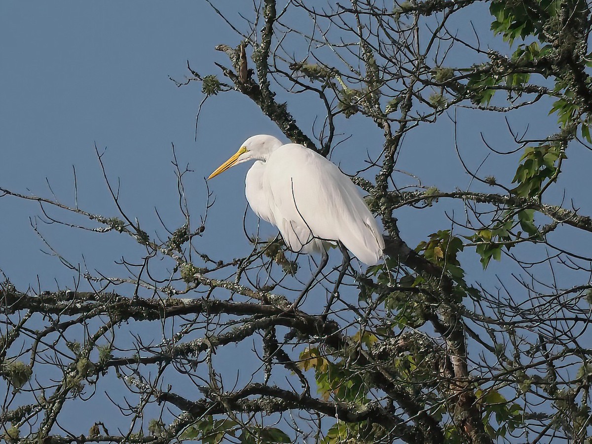 Great Egret - ML603389971