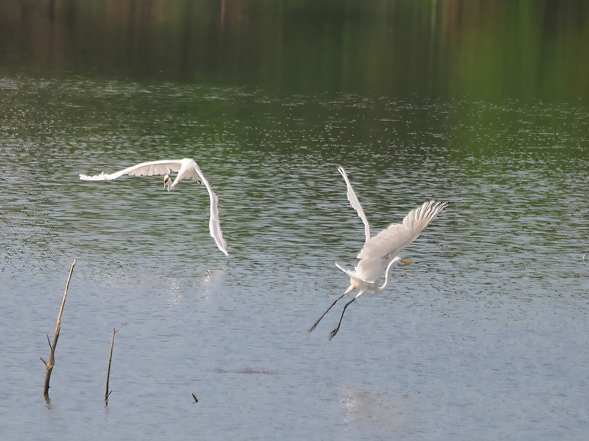 Great Egret - ML603389981