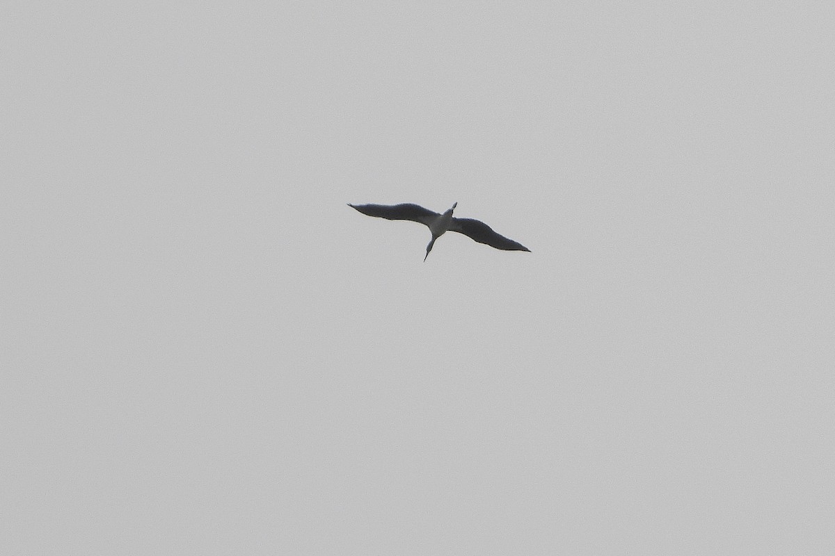 Black Stork - ML603390581