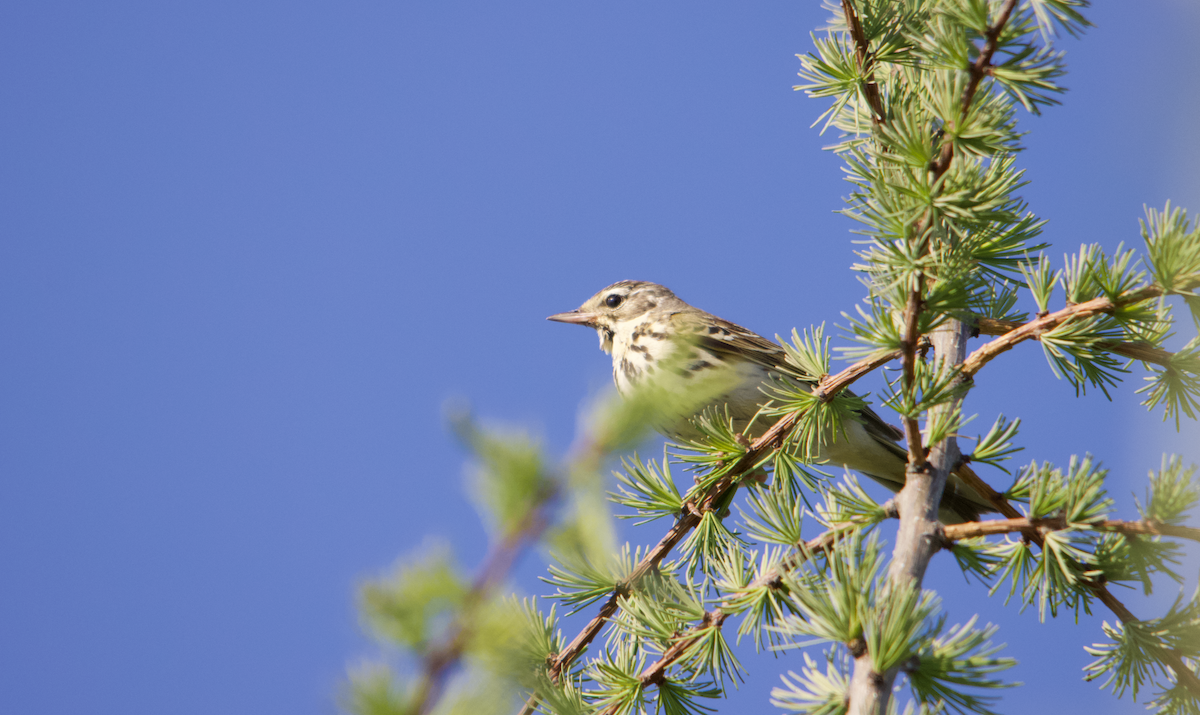 Olive-backed Pipit - Anastasia Gordeeva