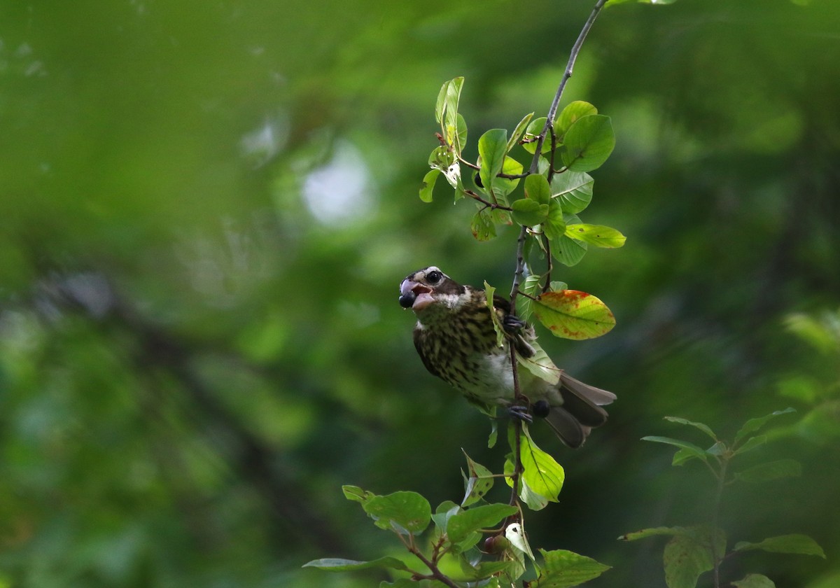 Rose-breasted Grosbeak - ML603393921