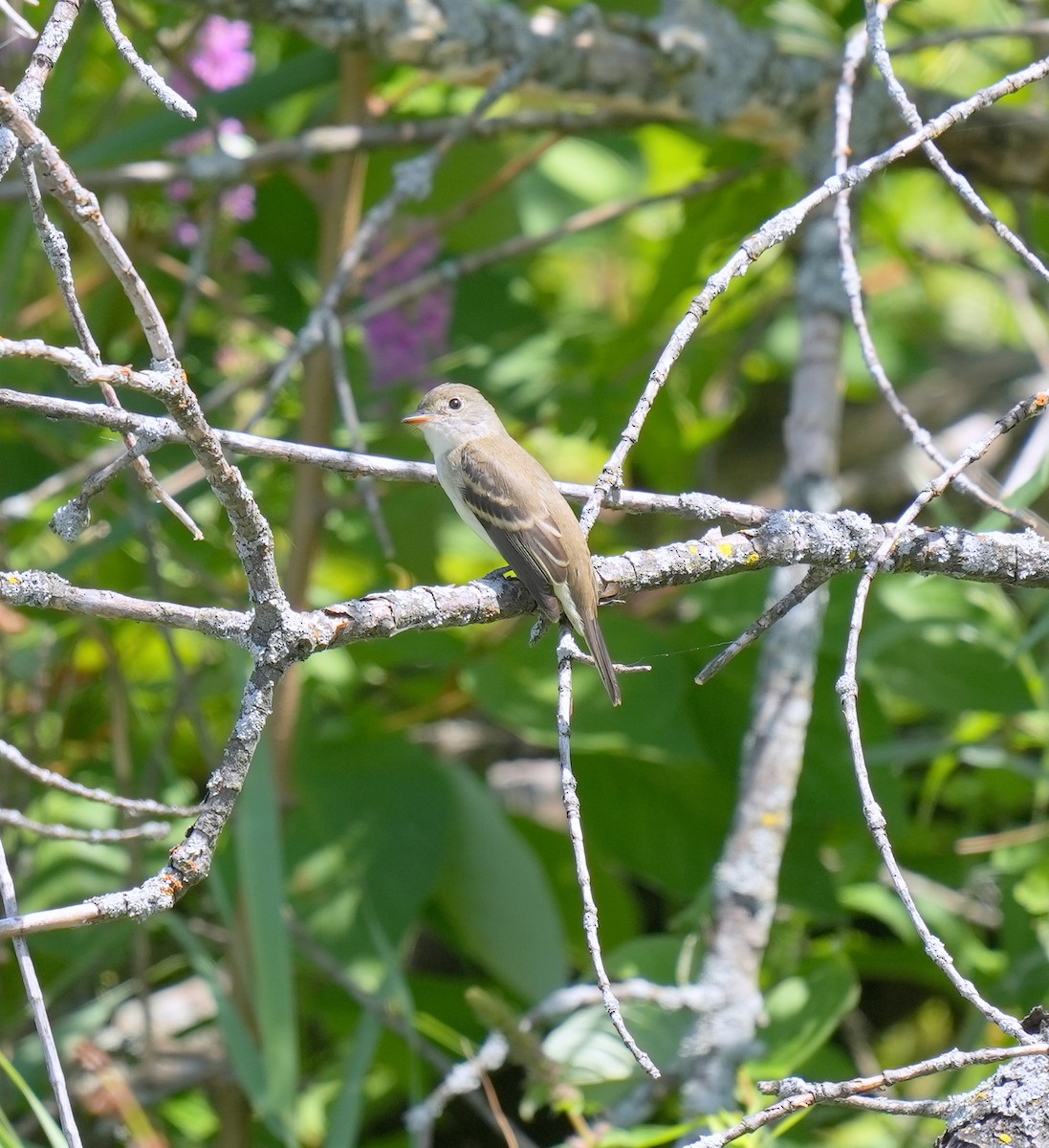 Mosquero Saucero - ML603394191