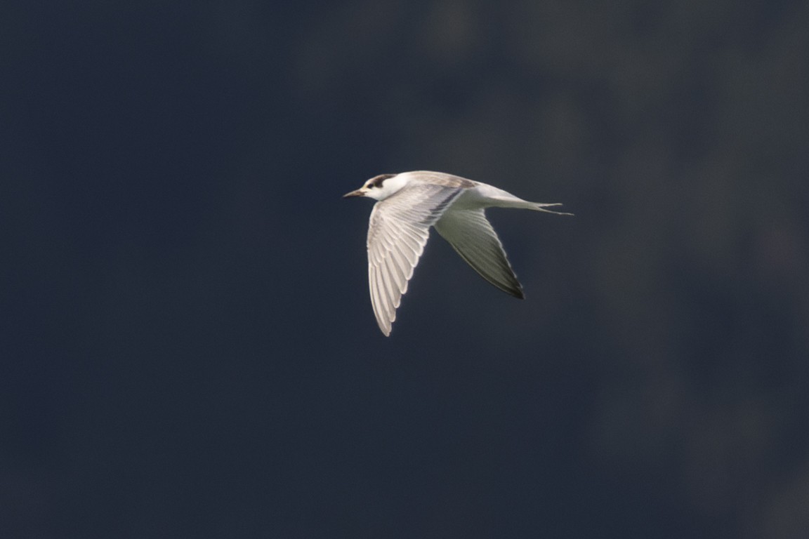 Common Tern - ML603394321