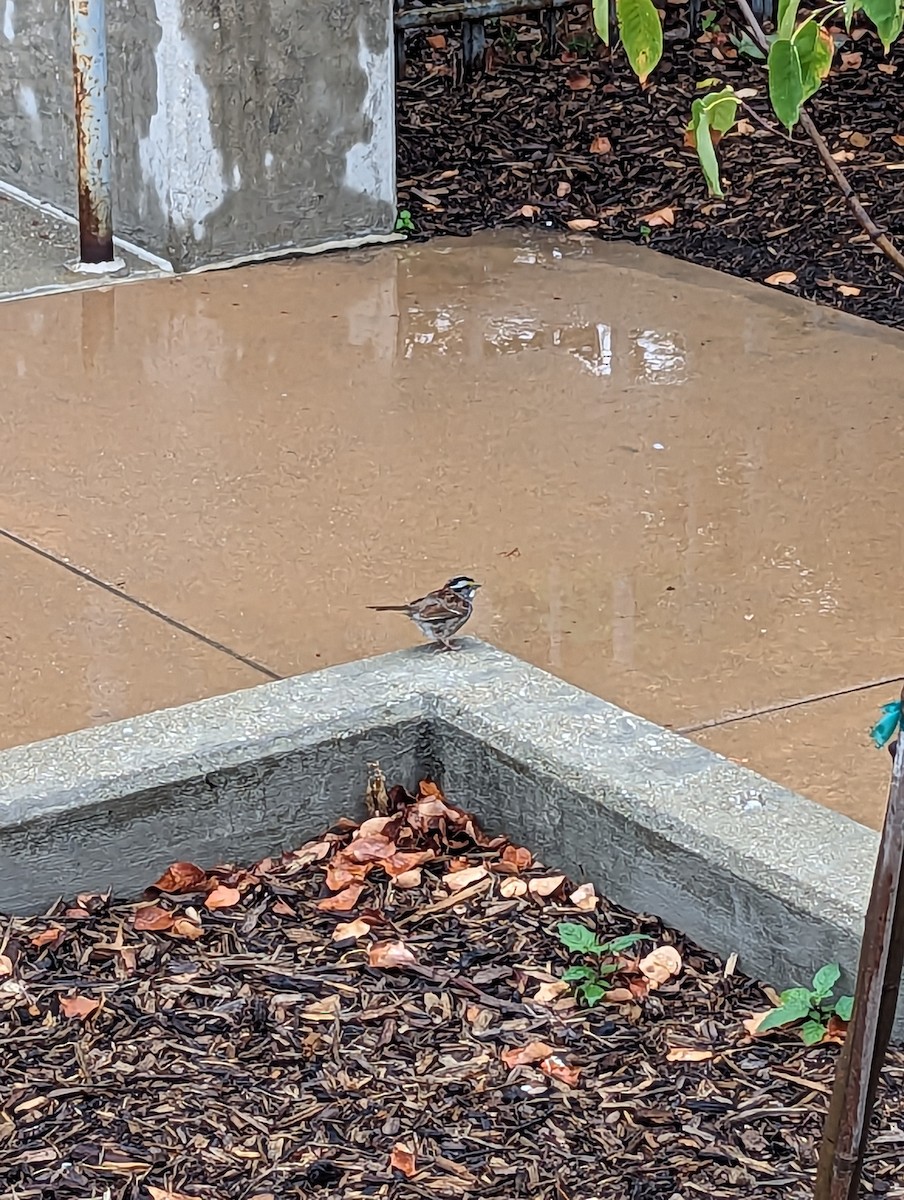 White-throated Sparrow - Andy Belt