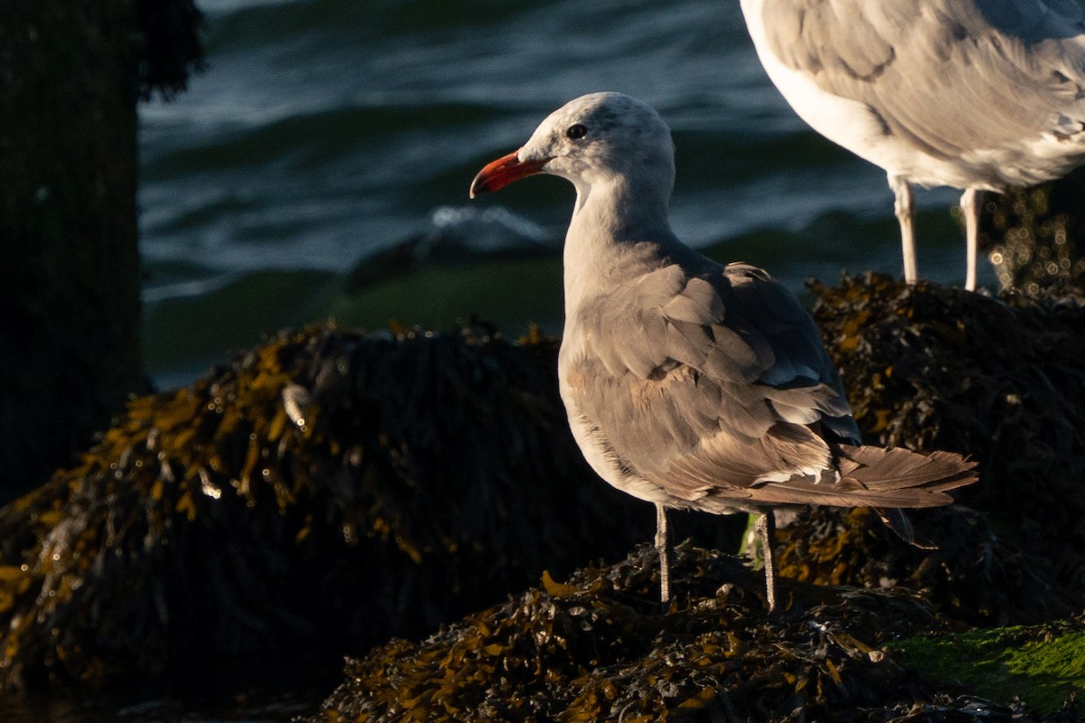 Heermann's Gull - ML603394951