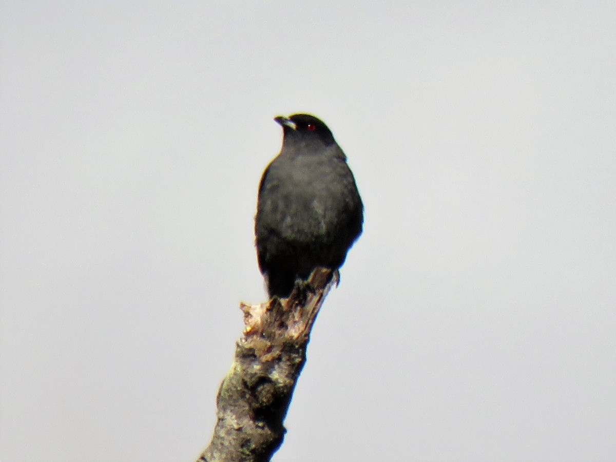 Red-crested Cotinga - Marc Ribaudo