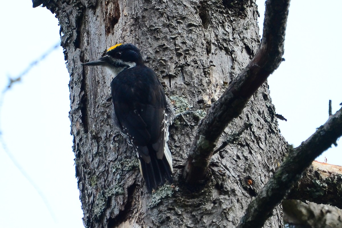 Black-backed Woodpecker - Mike Snable