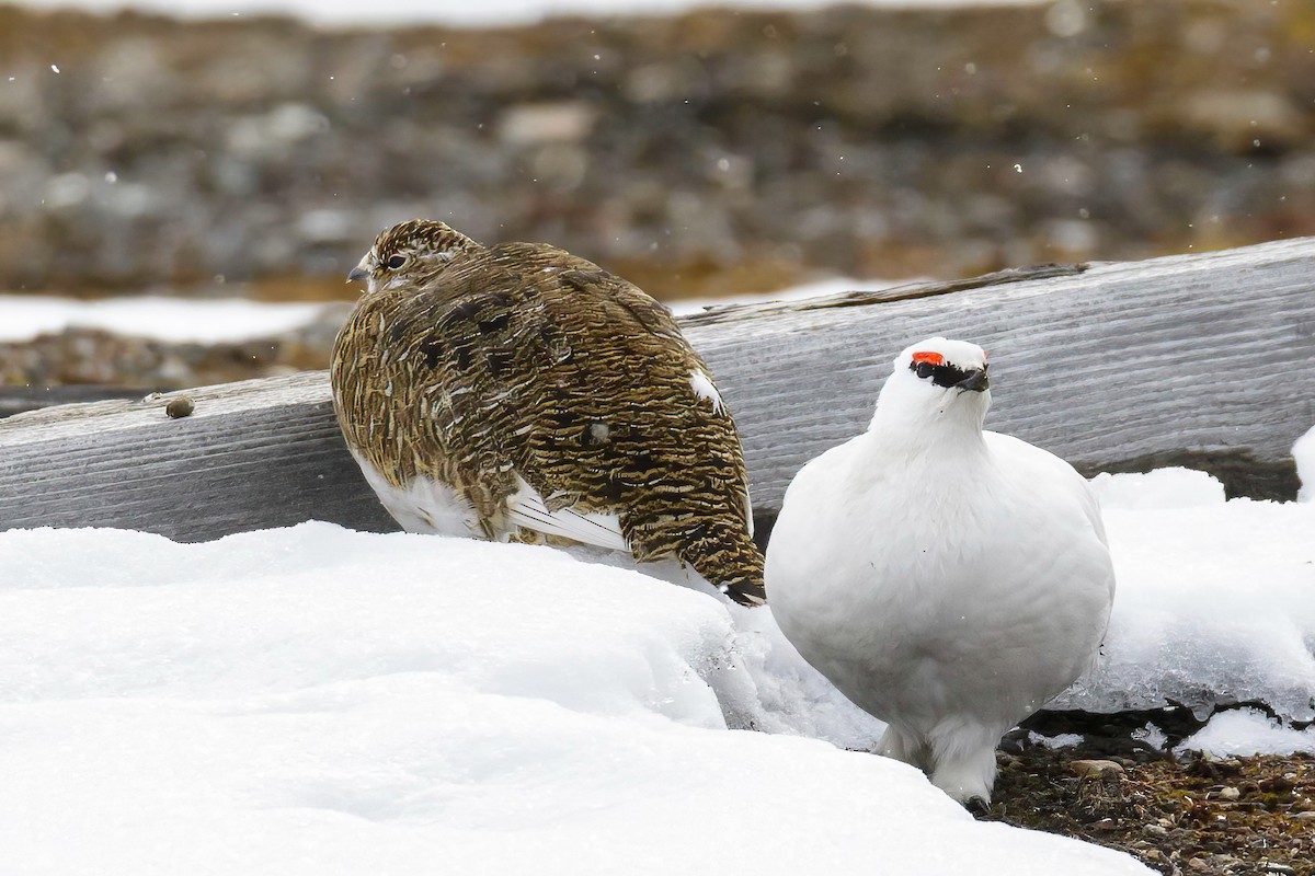 Rock Ptarmigan - ML603397171