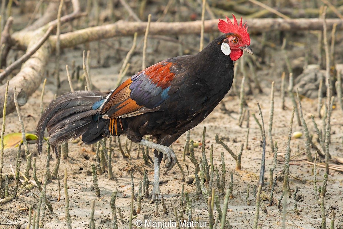 Red Junglefowl - ML603397411