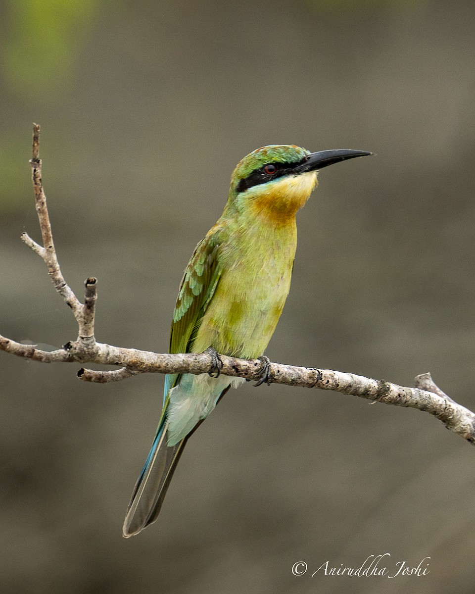 Blue-tailed Bee-eater - Aniruddha Joshi