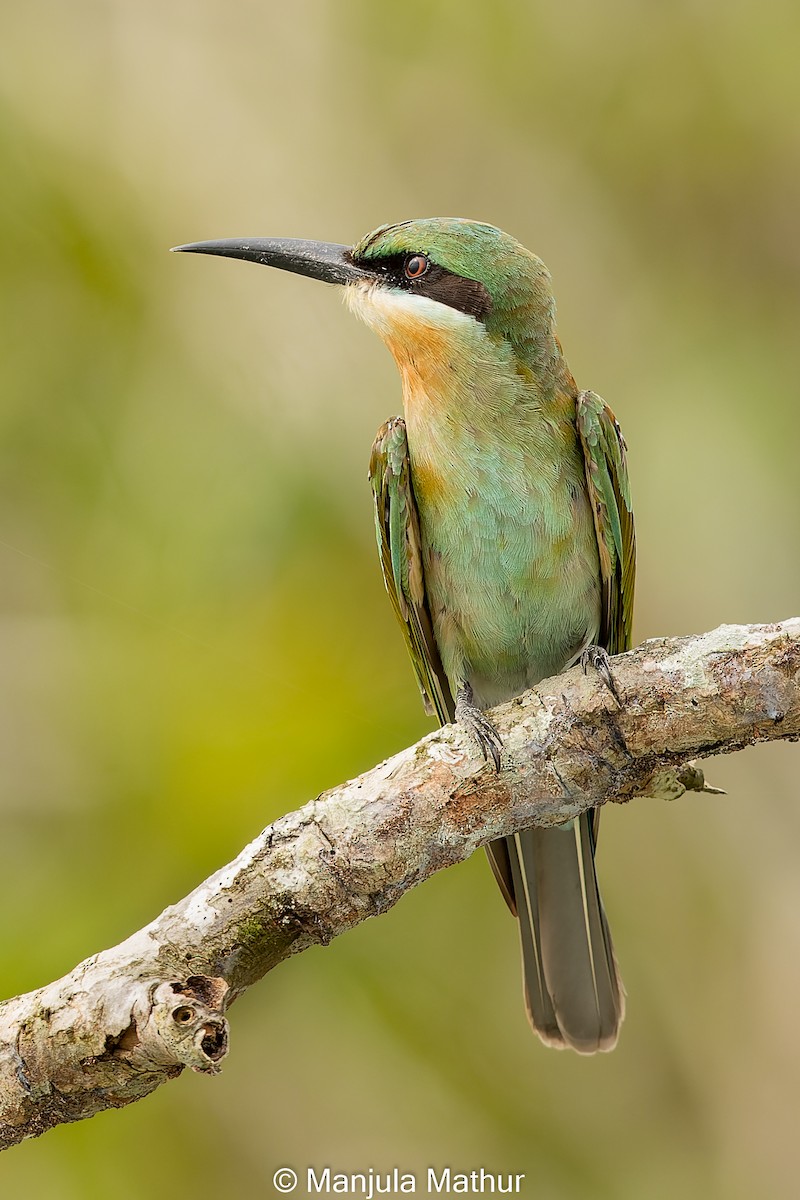 Blue-tailed Bee-eater - Manjula Mathur