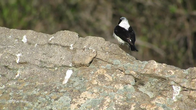 Eastern Black-eared Wheatear - ML603399881