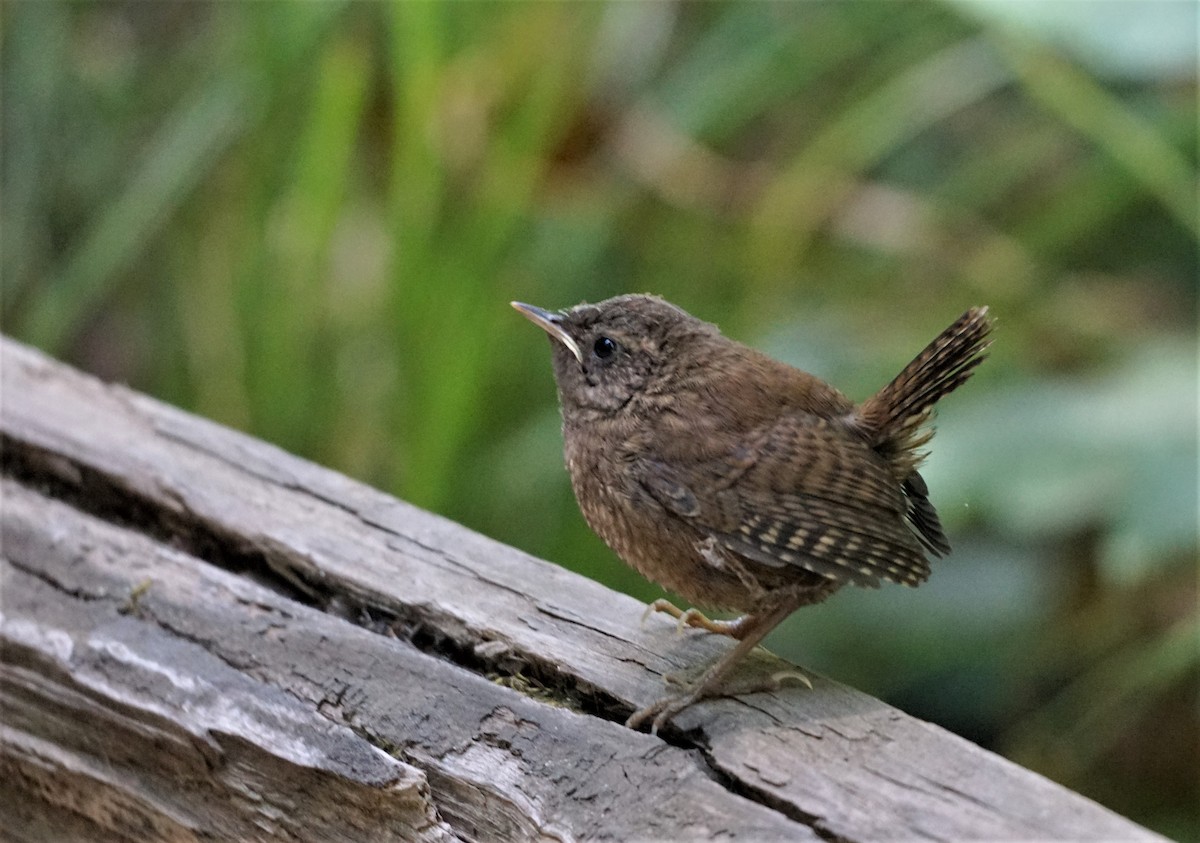 Pacific Wren - Christopher DiPiazza