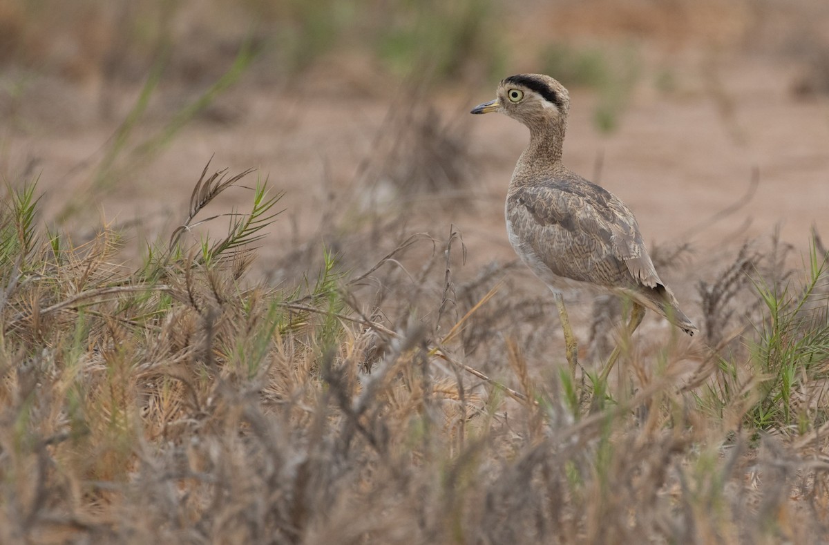 Peruvian Thick-knee - ML603401911