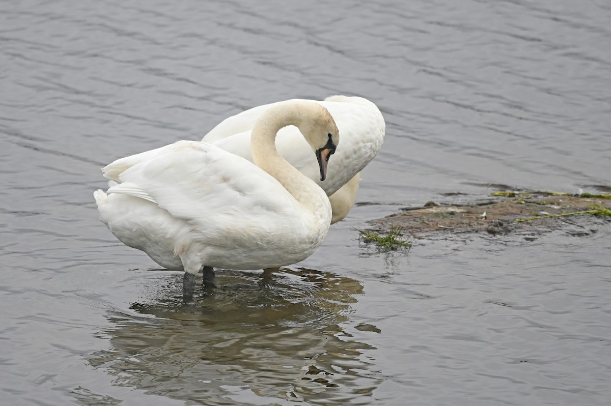 Mute Swan - ML603402241