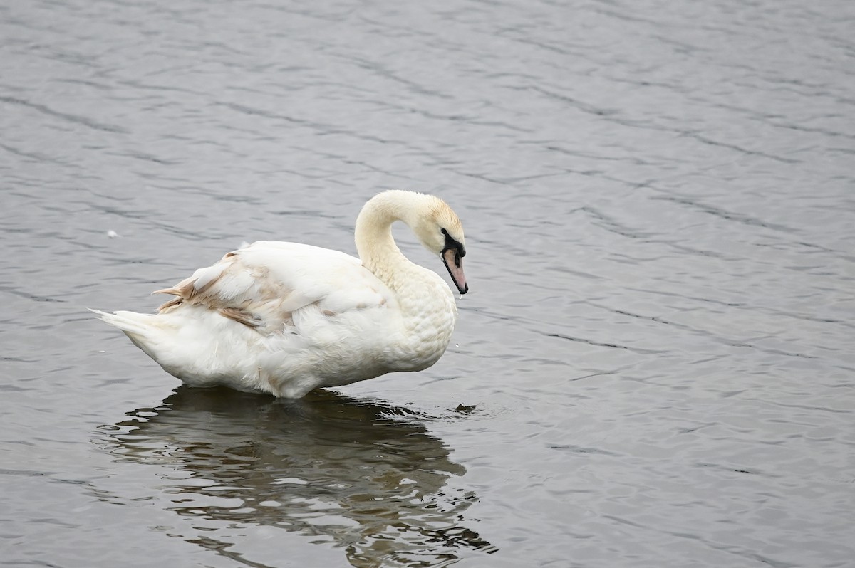 Mute Swan - Marie O'Neill