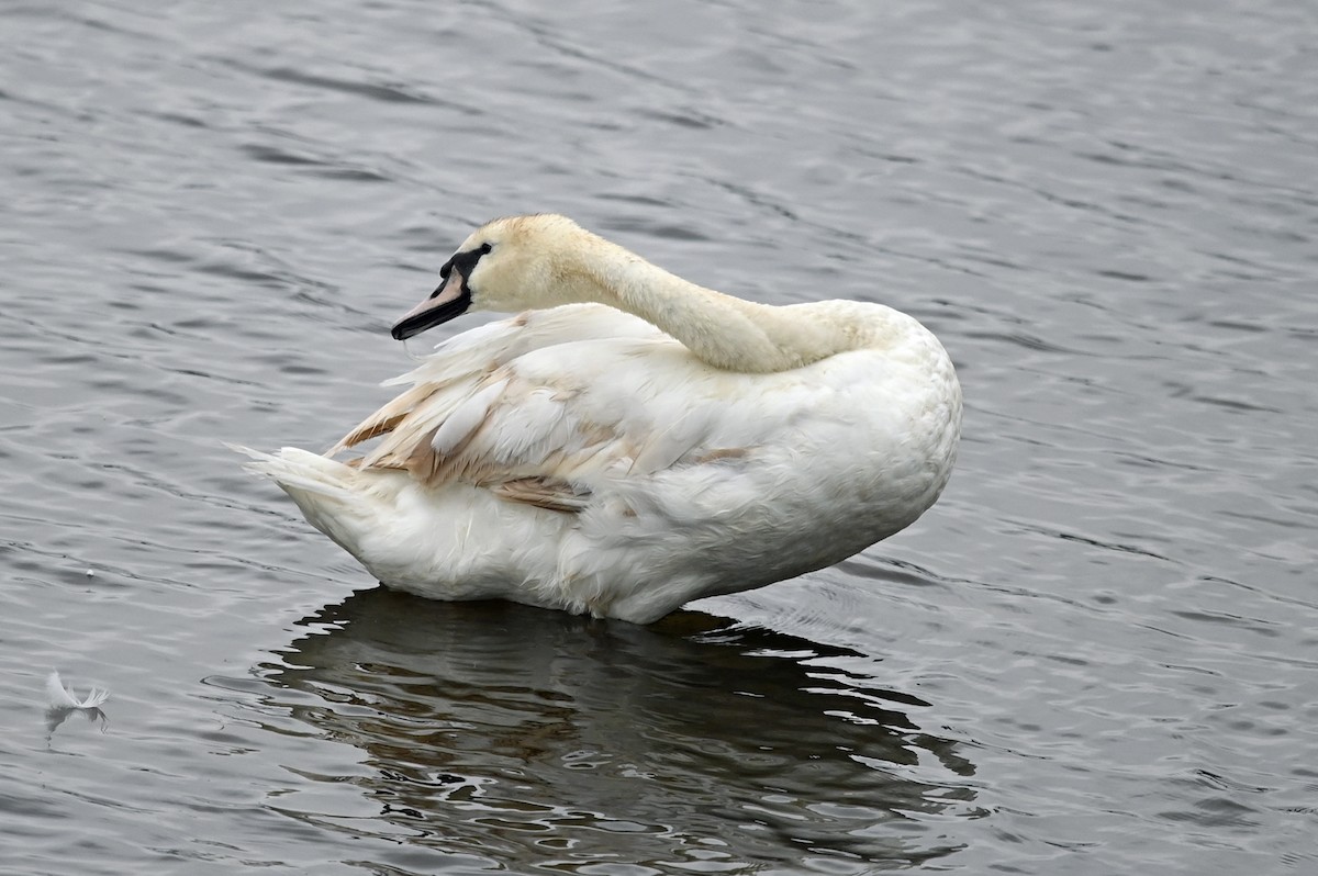 Mute Swan - ML603402281