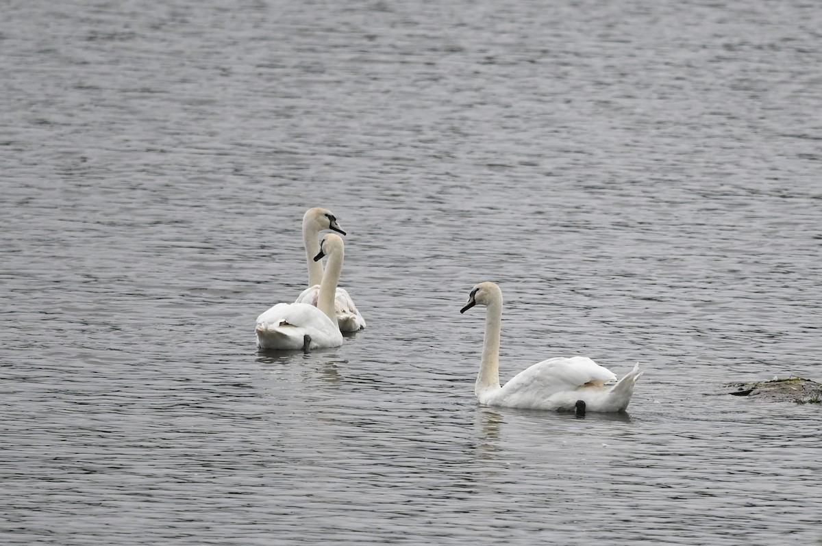 Mute Swan - ML603402301