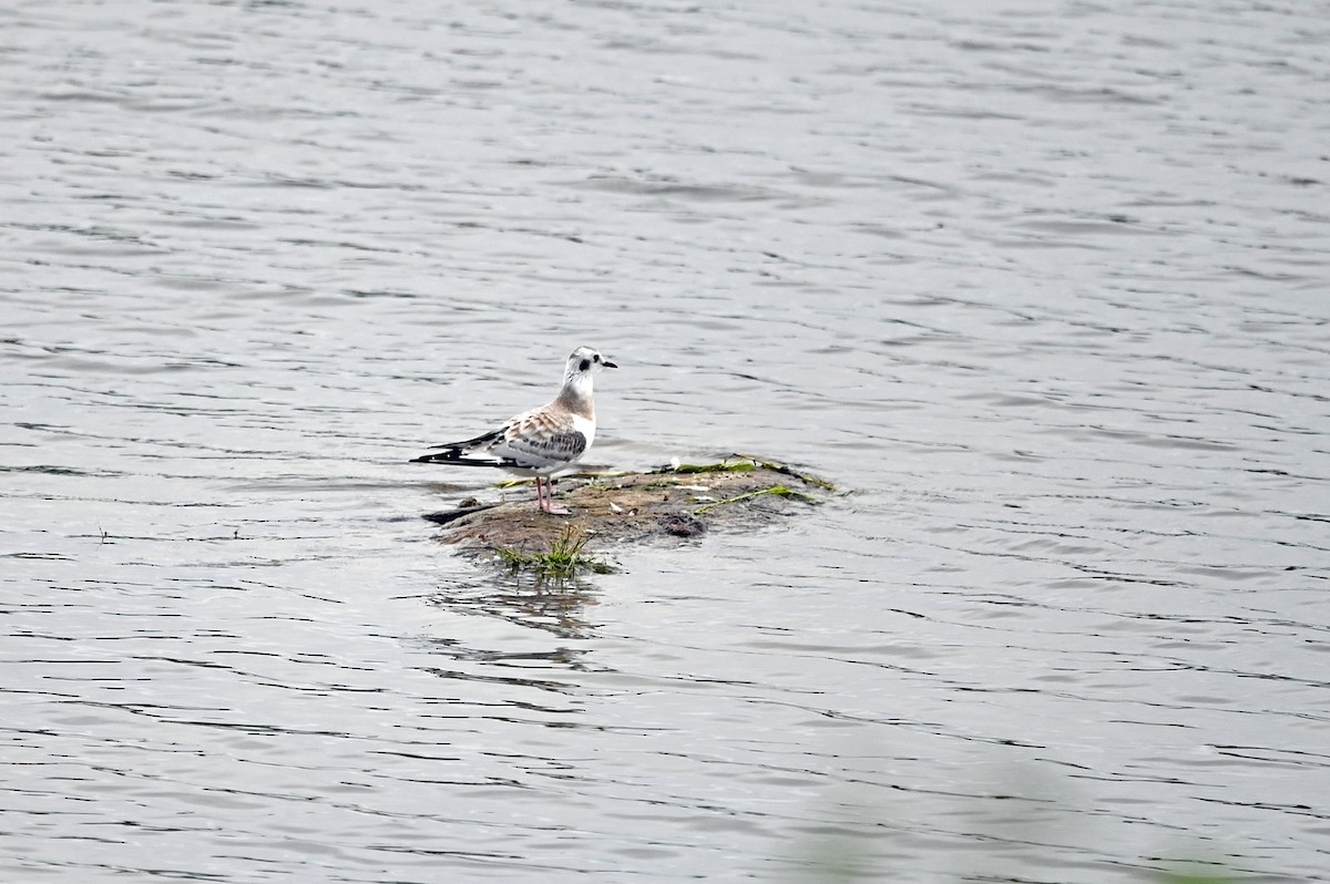 Bonaparte's Gull - ML603402351